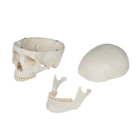 Πρόπλασμα ανθρώπινου κρανίου 4500 - 