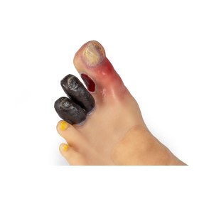 Foot Simulation Lena Leg with Stand