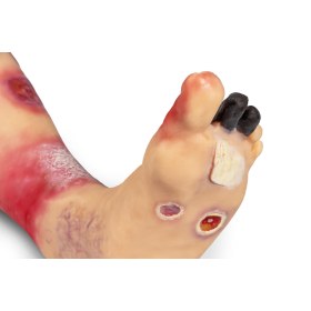 Foot Simulation Lena Leg with Stand