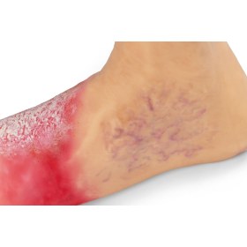 Foot Simulation Lena Leg with Stand