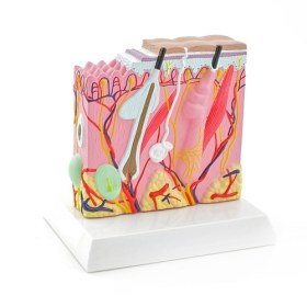 Human skin model 139039