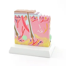 Human skin model 139039 - 