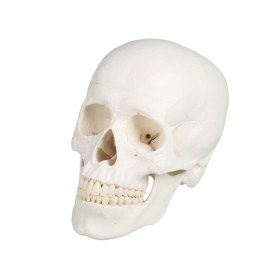 Human skull model 4500