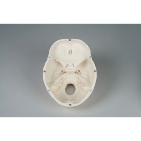 Πρόπλασμα ανθρώπινου κρανίου 4500 - 