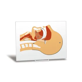 Airway Simulation Board R10142 - 