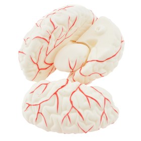 Μοντέλο εγκεφάλου 8 τμημάτων - 