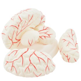 Μοντέλο εγκεφάλου 8 τμημάτων - 