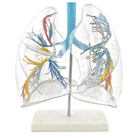 Lung Model, transparent H130249