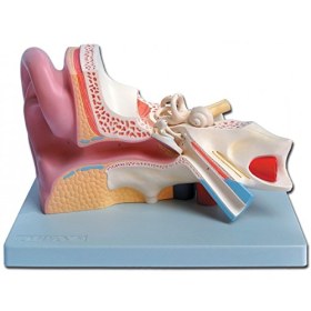 Ear Model 40042