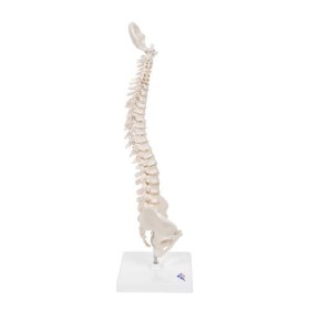 Mini Human Spinal Column Model A18/21