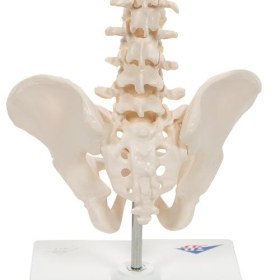 Mini Human Spinal Column Model A18/21 - 