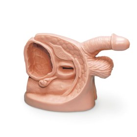 Πρόπλασμα ανδρικού καθετηριασμού R11002