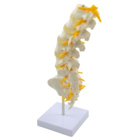 Spine model 131069 - 