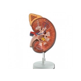 Πρόπλασμα ανθρώπινου νεφρού με επινεφρίδιο