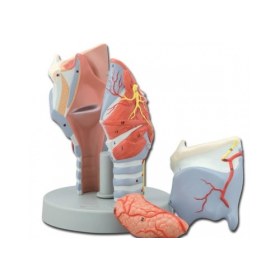 Human larynx model