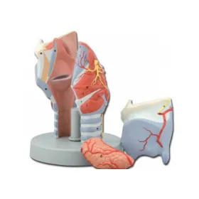 Human larynx model