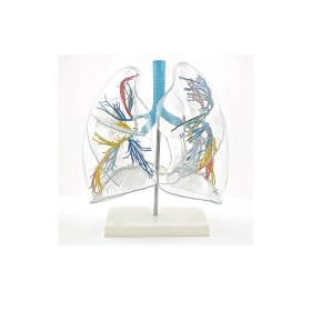Lung Model, transparent H130249 - 