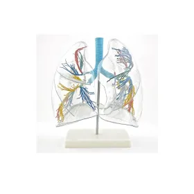 Μοντέλο του πνεύμονα - διαφανές H130249 - 
