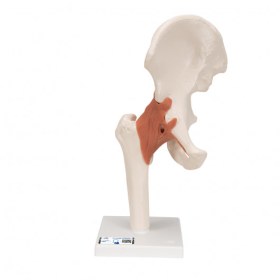 Functional Human Hip Joint Model A81