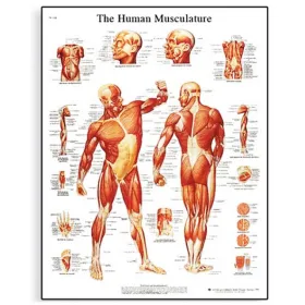 Αφίσα μυϊκού συστήματος 