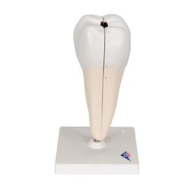 Πρόπλασμα κάτω γομφίου D10/4