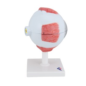 Πρόπλασμα οφθαλμού F10