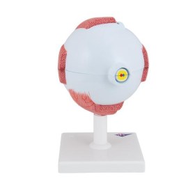 Πρόπλασμα οφθαλμού F10