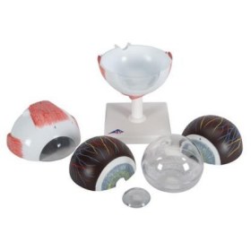 Πρόπλασμα οφθαλμού F10