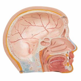 Πρόπλασμα σώματος