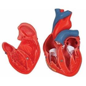 Πρόπλασμα καρδιάς G08