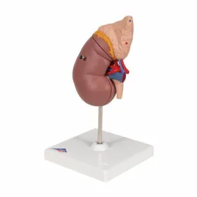 Πρόπλασμα νεφρού με επινεφρίδιο Κ12