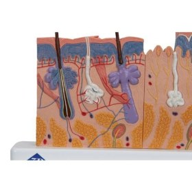 Πρόπλασμα δέρματος J11 - 