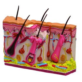 Skin Acne  Model 1019568 - 