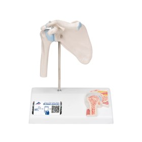 Πρόπλασμα συνδέσμου ώμου Mini Α86/1 - 