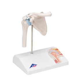 Mini Human Shoulder Joint Model with Coss Section Α86/1