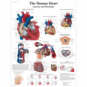 Human heart poster VR1334UU