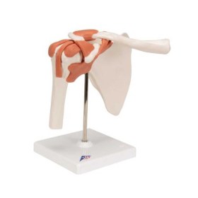 Deluxe Functional Shoulder Joint Mode 3B A80