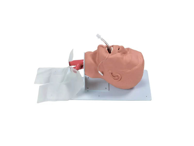 Economy Adult Airway Management Trainer W44687 Economy Adult Airway Management Trainer W44687