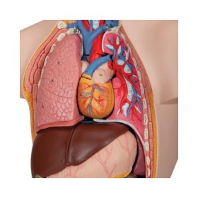 Πρόπλασμα ανθρωπίνου σώματος