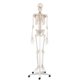 Human skeleton model “Willi”