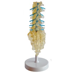 Spine model 131610