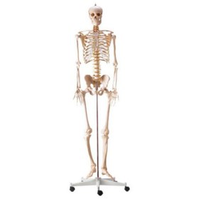 Πρόπλασμα ανθρώπινου σκελετού H495121