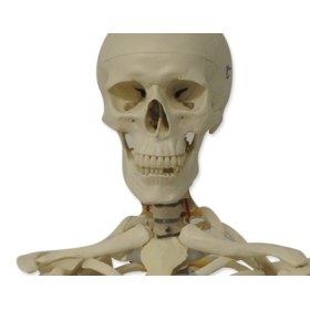 Human skeleton model 1,80m QBB011 - 