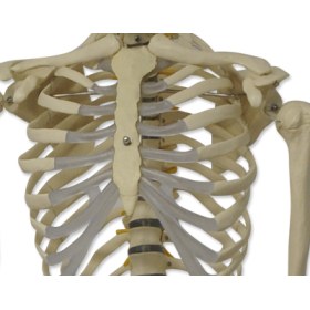 Human skeleton model 1,80m QBB011 - 