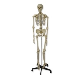 Human skeleton model 1,80m QBB011