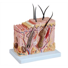 Πρόπλασμα ανθρώπινου δέρματος XC-313-2