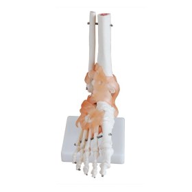 Life-Size Foot Joint with Ligaments