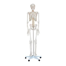 Life-Size Skeleton 180cm Tall