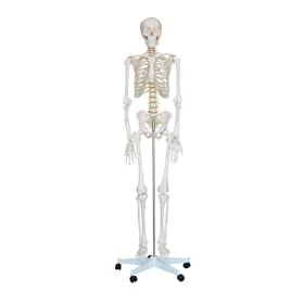 Πρόπλασμα ανθρώπινου σκελετού 180cm XC-101