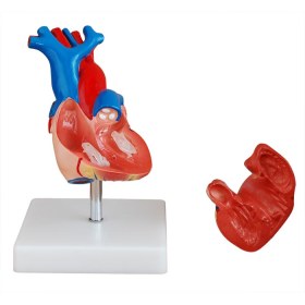 Πρόπλασμα καρδιάς 2 μερών XC-307A - 